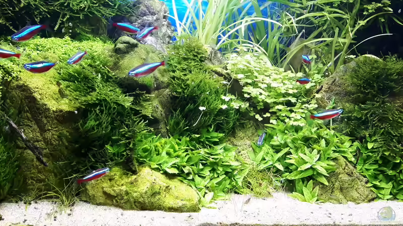 Vordergrund nach 6 Wochen von Der Nicky (71)