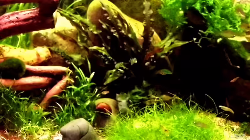 Eleocharis acicularis im Aquarium oder Gartenteich (Einrichtungsbeispiele mit Nadelsimse)