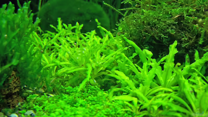 Vordergrund-neu 01/08 von Buster (8)