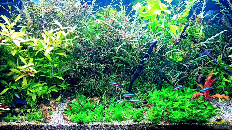 Vordergrund neu Bepflanzt und einen kleinen Weg angelegt. von odin 68 (61)