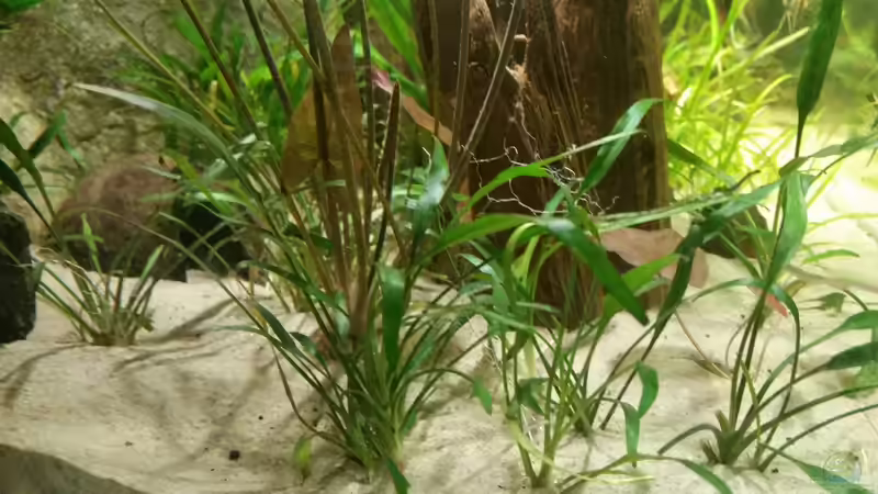 Vordergrund Pflanze  von Patrick`s Amazonas (9)