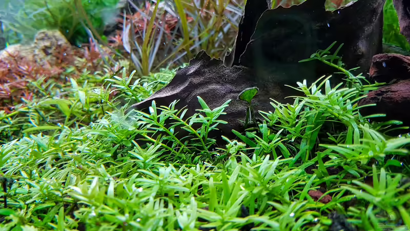 Vordergrund von Glidezilla (4)