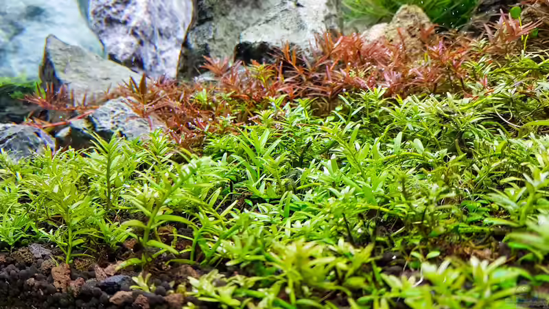 Vordergrund von Glidezilla (5)