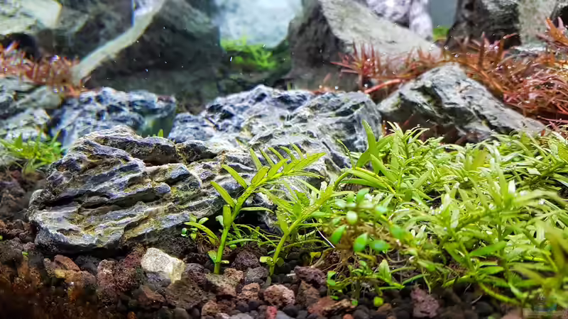 Vordergrund von Glidezilla (6)