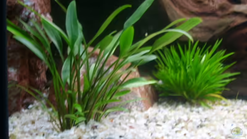 vordergrund von onil (5)