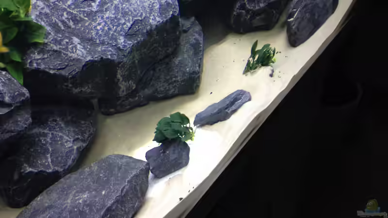 Vordergrund von Vin (9)