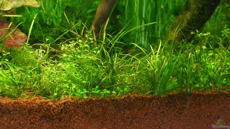 Vordergrundpflanzen: Echinodorus tenellus und Glossostigma von Alexander Grimmer (6)