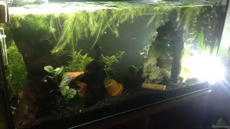 Vorderseite nach Lochgesteinreform; schade, dass (meine) Bilder den wahren Zauber der Unterwasserwelt nicht einfangen und kommunizieren können...  von Ditti (3)
