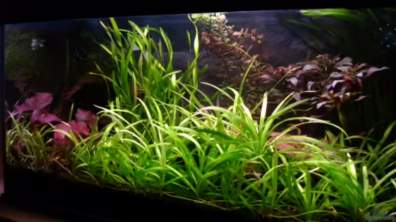 Vorderseite von Sabrina Schäfer (2)