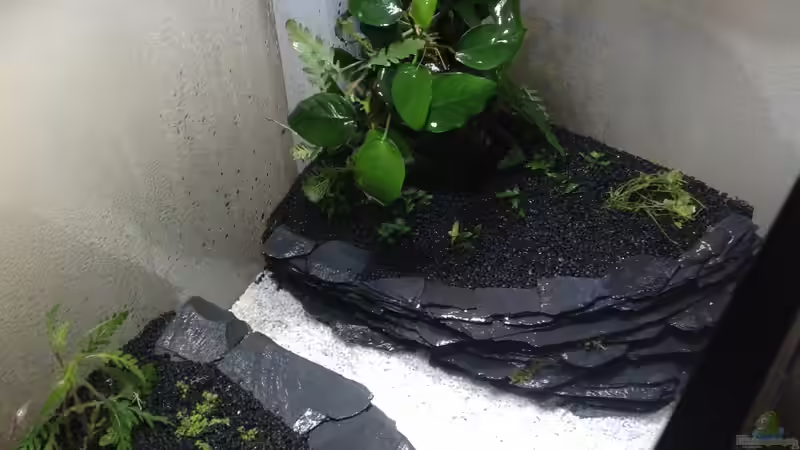 Vorfilter Eheim befindet sich nun hinter der Wurzel mit Anubias nana, der Wasserfreund von Andreas Glingener (21)