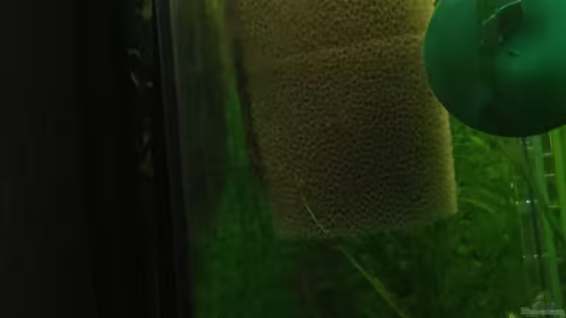 Vorfilterschwamm von Pflanzenbecken (21)