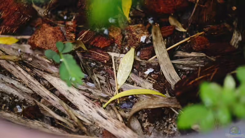 Vorgänge beim Kompostieren: So entsteht wertvoller Humus Schritt für Schritt