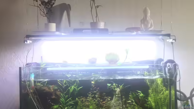 Vorher... von Paule ´s Beckenbauer (11)