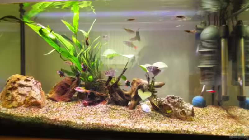 vorher (06.09.2015)... von Ejela (2)