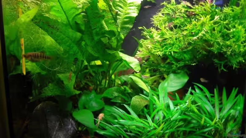 vorher von Aquarienfreund44 (2)