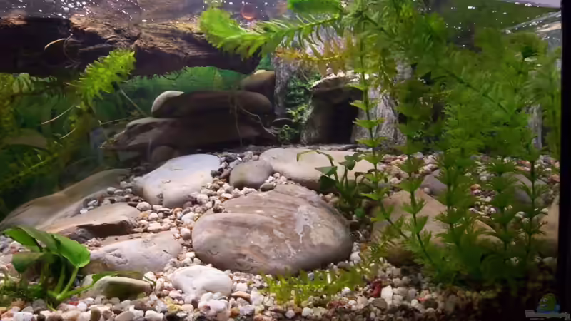 vorher von Nicky (2)