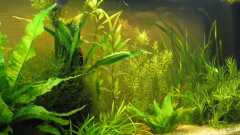 Vorher von Sven Kliche (2)