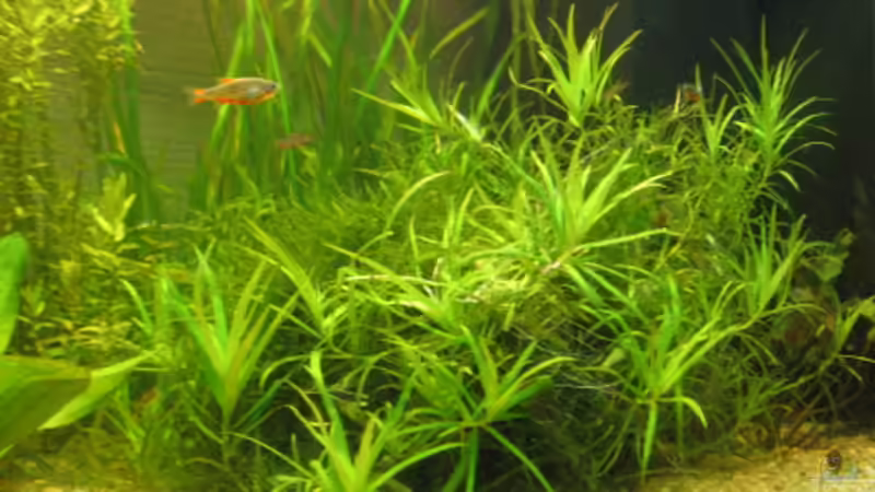 vorher von Sven Kliche (6)