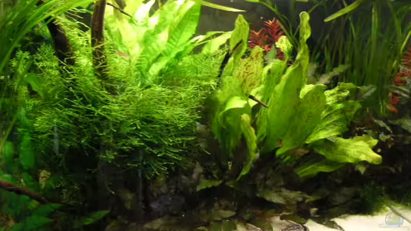 vorherige Einrichtung von Jasmin (2)