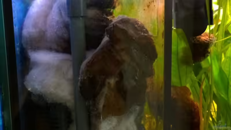 Vorkammer zum Filter von Hans-Walter Bandt (24)