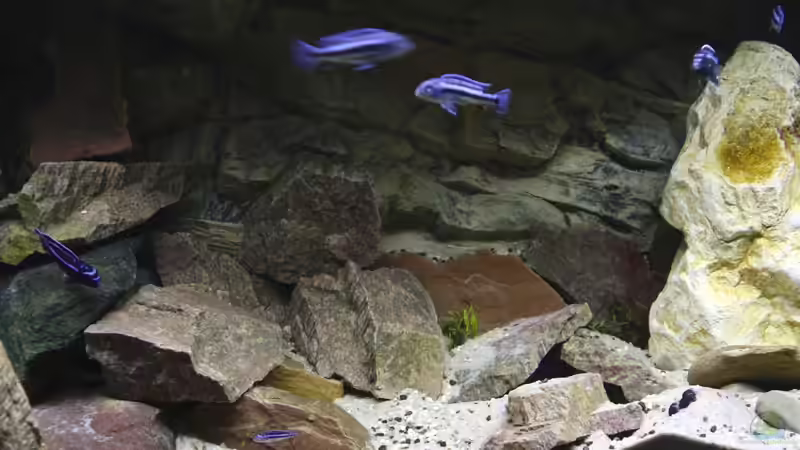 vorl. Hauptbild von Cruiser Bruno (1)