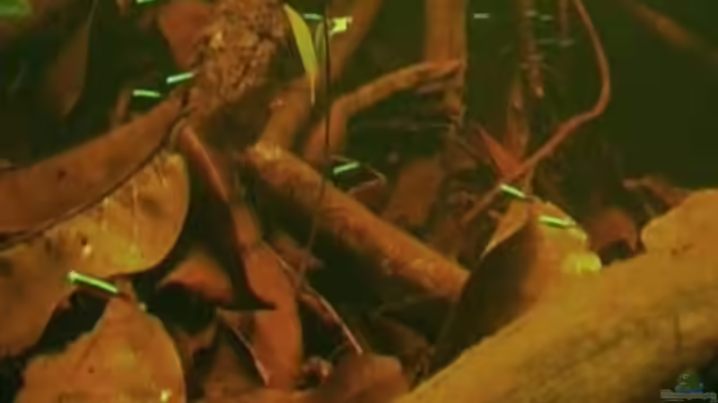 Vorlage 3 von Benjamin Hamann (4)