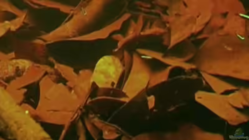 Vorlage 4 von Benjamin Hamann (5)