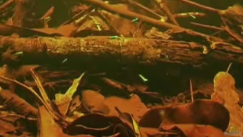 Vorlage 5 von Benjamin Hamann (6)