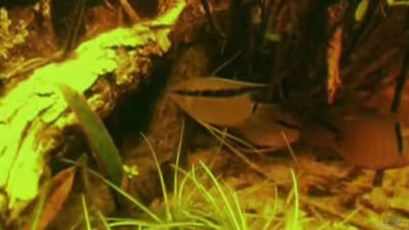 Vorlage 6 von Benjamin Hamann (7)