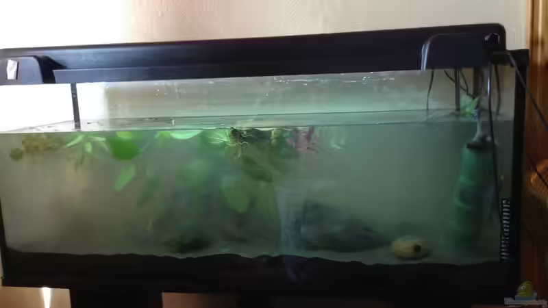 Vorm einsetzen der Pflanzen; große Blätter von oben das wäre eine hübsche Schwimmpflanze von Ceylon (30)