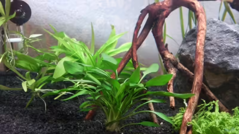 Echinodorus quadricostatus im Aquarium pflegen (Einrichtungsbeispiele für Zwerg-Schwertpflanze)