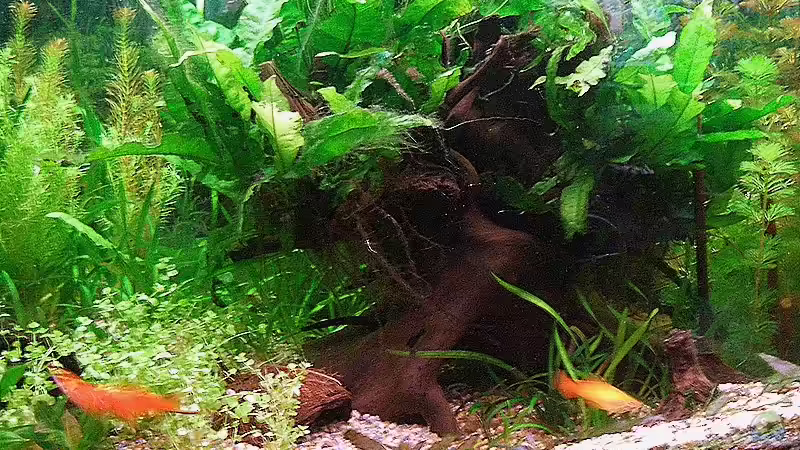 Micranthemum umbrosum im Aquarium pflanzen (Einrichtungsbeispiele mit Perlenkraut)