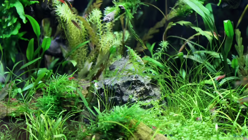 vorn links von die Perle... (12)