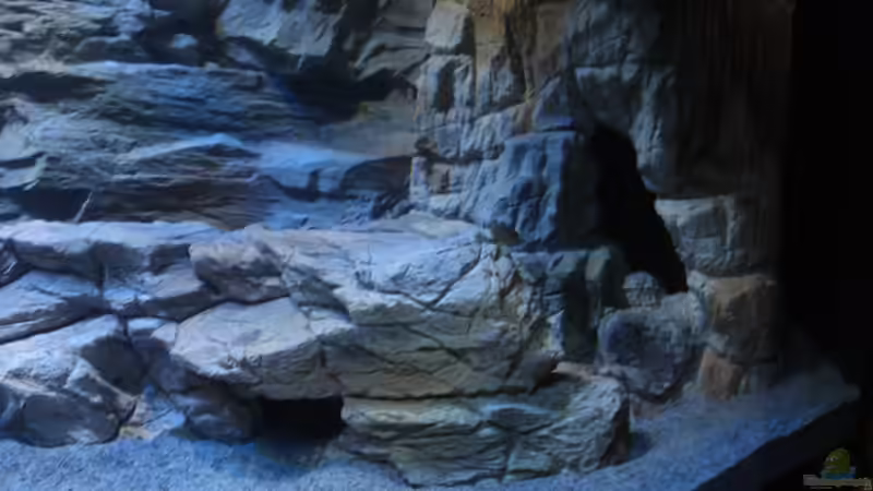 vorn Modul SH-27 und hinten Modul SH-28 von Sebastian O. (13)