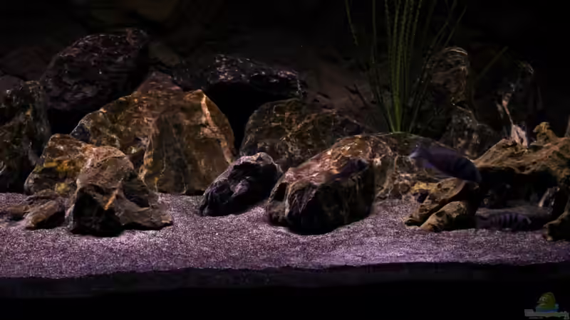 vorn rechts von die Perle... (12)