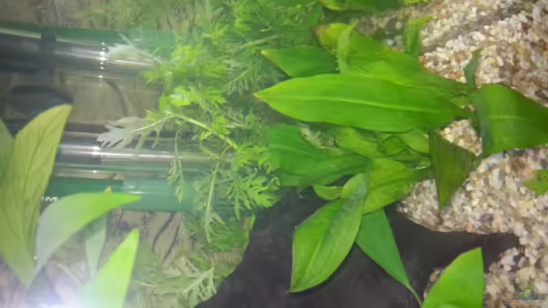 Echinodorus parviflorus im Aquarium pflegen (Einrichtungsbeispiele für Schwarze Amazonas-Schwertpflanze)