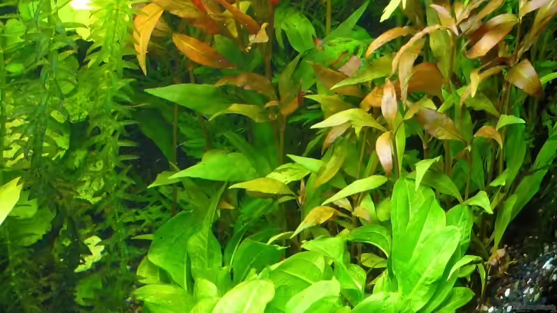 vorne: Echinodorus tropica / hinten: rotes Papageienblatt von Danne86 (8)