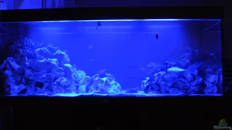 Vorne  von Alsi (58)