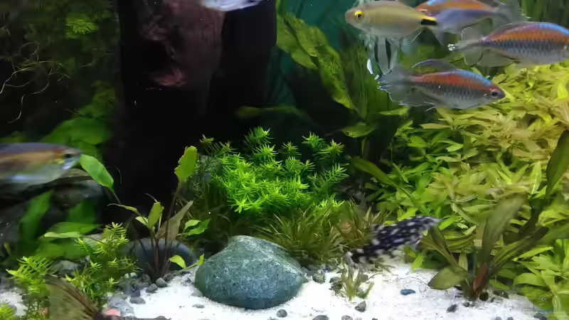 vorne Blyxa japonicum - ist kupferfarben geworden, somit wohl genug Licht von Grünhexe (144)