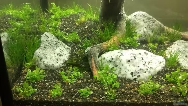 Vorne das Kuba Perlkraut und zwischen den Steinen Zwerg-Nadelsimse von Blubberblubs (11)