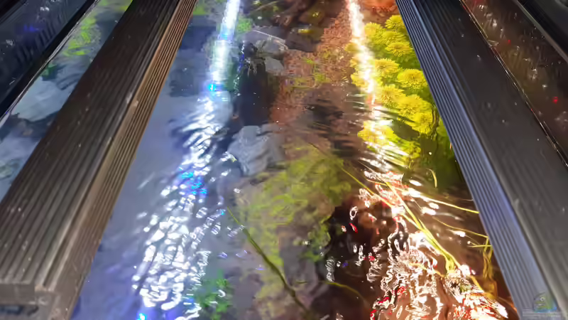 Vorne Daylight und hinten Growlight für Pflanzen von Lopar1986 (15)