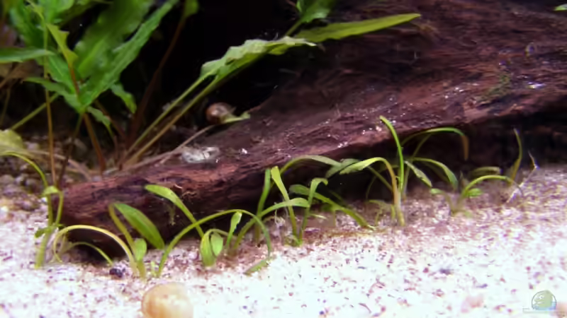 Vorne die cryptocoryne parva von redcherry (5)