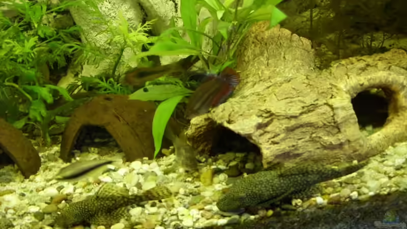 vorne die Welse und in der mitte der weibliche Kampffisch von RedDragon (6)