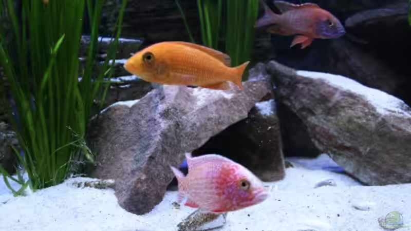 Vorne Fire Fish Bock und Fire Fish Weib(16.12.08)hinten Red Rubin ist nicht mehr im Becken(27.12.08) von Florian Bandhauer (38)