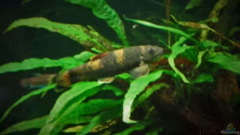 Vorne Garra, hinten Hälfte vom Imbellis Männchen von okefenokee (69)