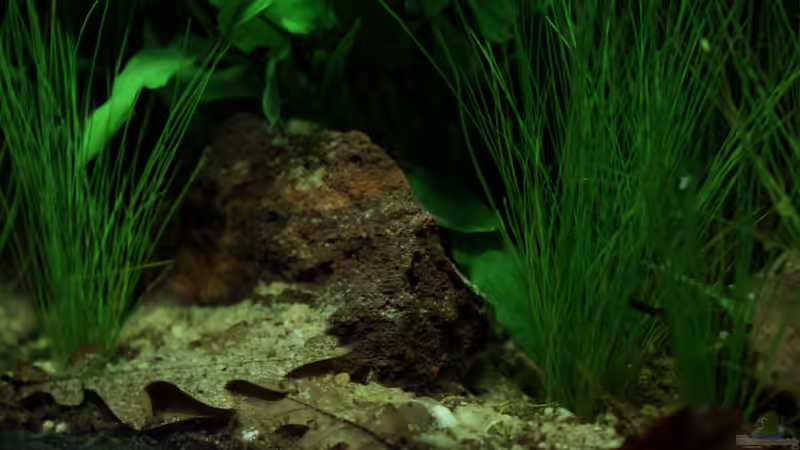 vorne links, ein kleiner (Schaum) Lava Stein von die Perle... (6)