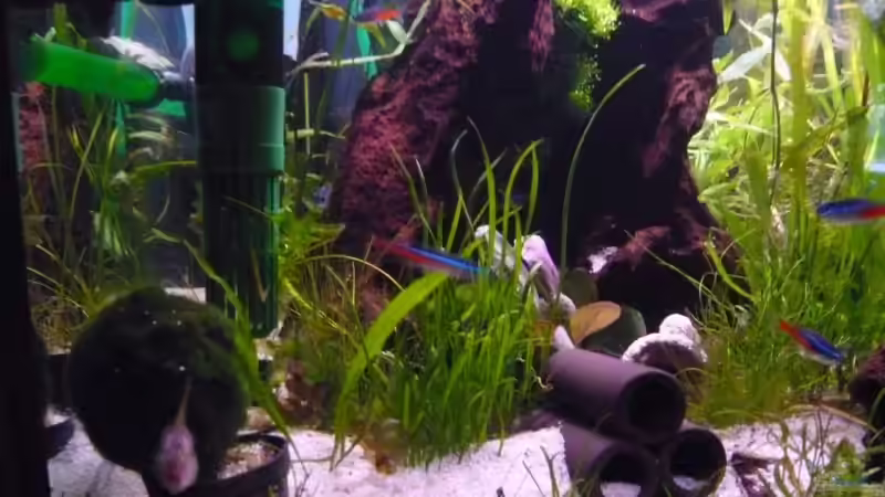 Vorne links 26.01.2009 von Bohnellie (5)