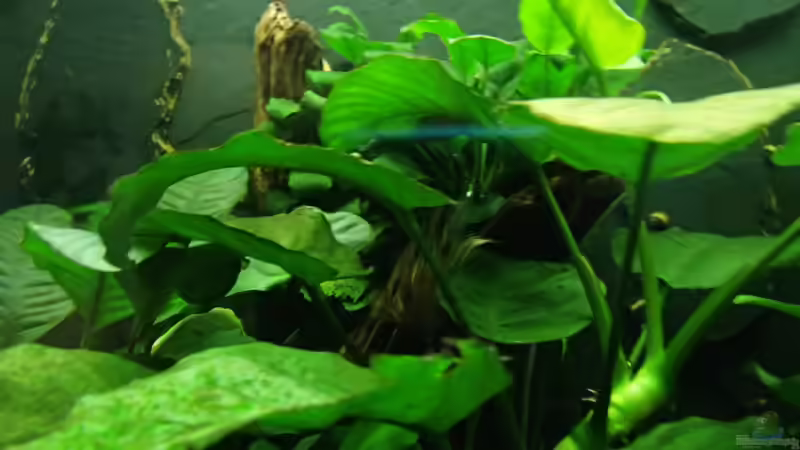 vorne/links/hinten anubia barteri,anubia barteri coffefolia,anubia nana 01/13 von Pflanzennarr (19)