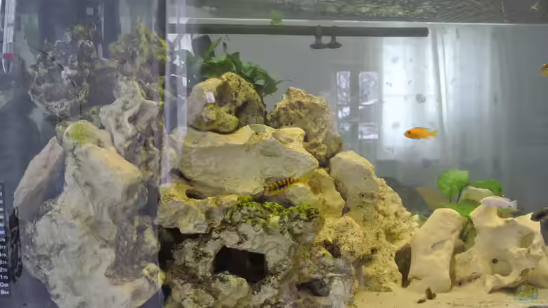 Vorne links von Alsi (45)