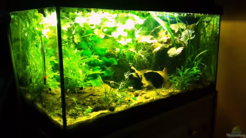 vorne links wurde nun ein Ableger Echinodorus tenellus eingepflanzt. Hoffe er wird hier mit mehr Licht was -im großen Becken ist er mir verschmurgelt: einfach zu dunkel von Caricciola (9)